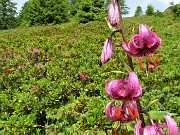 25 Giglio martagone (Lilium martagon) tra estese fioriture di Rododendri rossi (Rhododendron ferrugineum) 